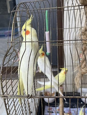 qizil qus: 3 ədəd 1,5 aylıq Nimfa tutuquşu (cockatiel) . Ev quşlarımın balalarıdı — 5