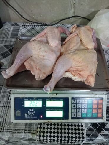 Kənd təsərrüfatı quşları: Cins toyuqlar – ətlik-yumurta istiqaməti - Rəng: ağ lələklər üzərində — 5