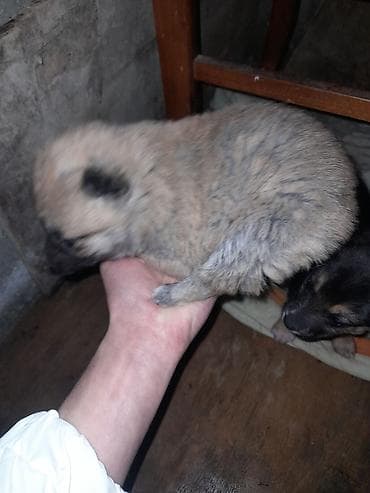 ucuz pudel: Balaca köpək balaları - Növ: it balaları - Rənglər: qara-boz — 3