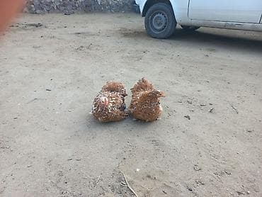 Məhsul: Cüt dekorativ toyuq Təsvir: cuti 70 manata - Rəng