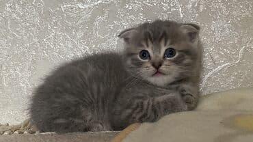 отдам кошку в хорошие руки: Britan, Yaxşı əllərə, Ünvandan götürmə, Pulsuz çatdırılma, Ödənişli çatdırılma — 1