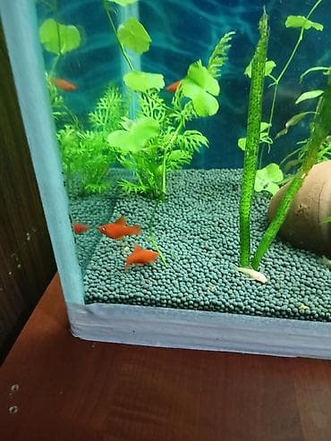 Gəmiricilər: Sülhsevər — 2