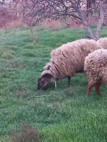 İtlər: Qoyunlar satılır 4dənədi hamsı cavan sağlam heyvanlardır hamsı — 7