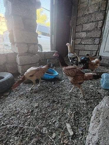Məhsul: 2 toyuk bir xoruz heyrati Təsvir: - Şəkillərdə qarışıq — 2