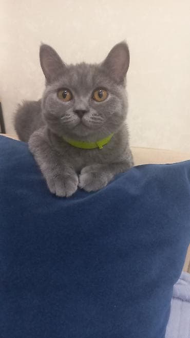 Britan, Dişi, Yaxşı əllərə, Ünvandan götürmə lalafo.az -da Britan, Dişi, Yaxşı əllərə, Ünvandan götürmə