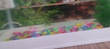 skalyar: Akvaryum dəsti və bıqlar - Şəffaf şüşə akvaryum, düzbucaqlı forma - — 3