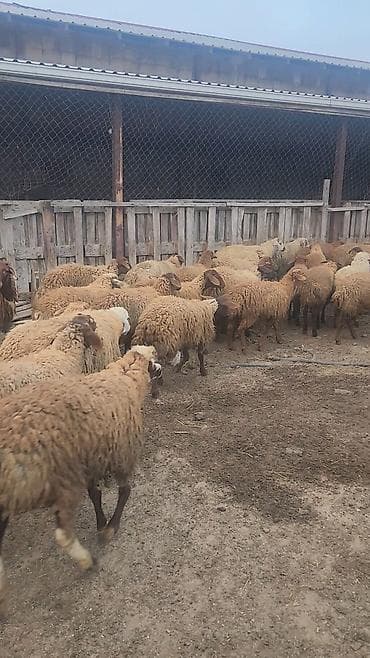 diri quzu: Super kök Quzulardı — 1