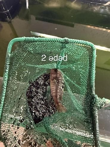 balıq yemleri: Dördbucaq akvarium, Balıqlarla birlikdə, 240 l — 6