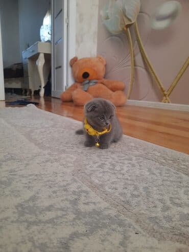 вислоухий кот цена: Шотладская вислоухая — 1