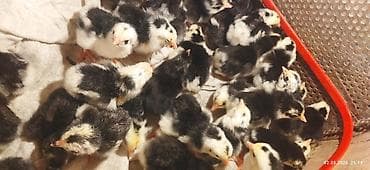 Heyvanlar üçün mallar: Toyuq, Damazlıq, Ödənişli çatdırılma — 9