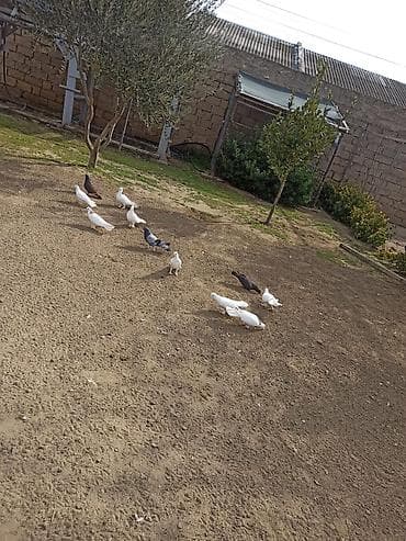 Salam 9 dənə enli quyruq 2 dənə təmiz ıran 11 quş 150 manat ünvan — 2