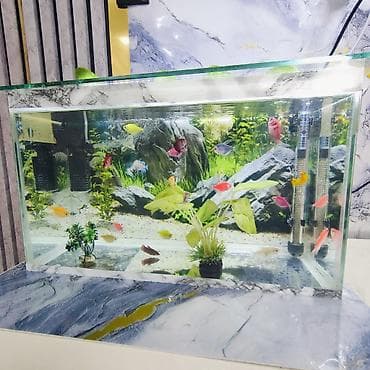 akvarium gəncə: Şüşə akvarium 2 eded dekor bezakli daslar 18 eded GLOFİSH BALİGİ — 3