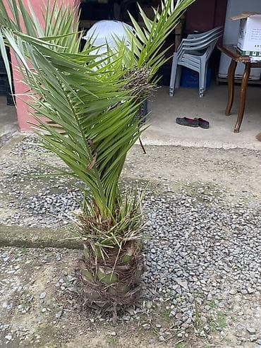 bertolesiya agaci: Bağ üçün dekorativ ağaclar və palma - Palma ağacı (feoniks/xurma — 2