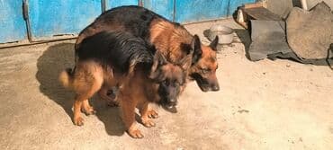 Gəmiricilər: Alman çoban iti, 1 ay, Erkek, Ödənişli çatdırılma — 8