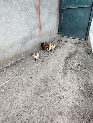 Другие с/х животные: Курица, Для разведения — 6