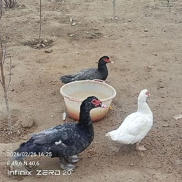 Gəmiricilər: Salam macar ördəklər bir erkəy iki dişi duşilər çox güman ki — 1