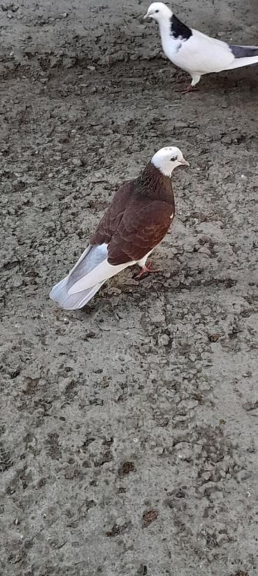 sultan papuqay satisi: Qirmizi agbas maya 20 azn unvan Qaradag — 4