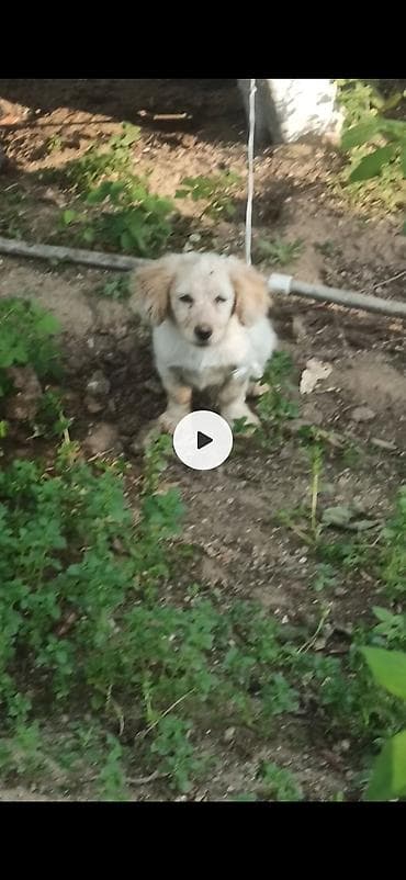 golden retriver: Retriever — 1