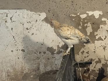 cücə satisi: Toyuq cücələri, Ətlik — 2