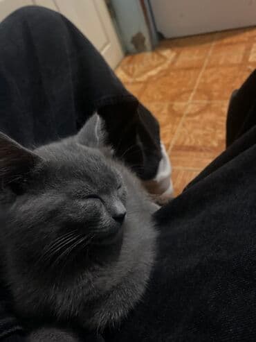 siam pişiyi qiyməti: Yaxşı əllərə — 3