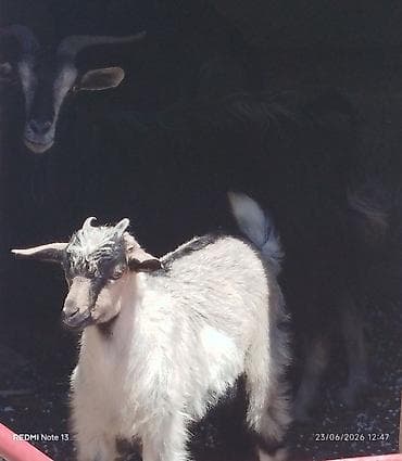 Dişi, il: 3, Damazlıq, Südlük, Ünvandan götürmə — 2