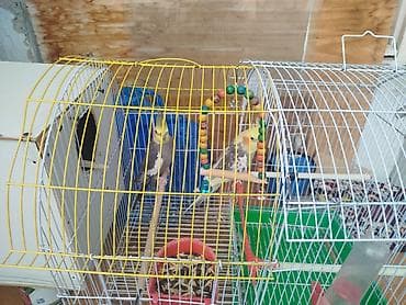 lalafo quşlar: Nimfa (cockatiel) cütü və qəfəs dəsti - Növ: Nimfa (cockatiel) – 2 — 2