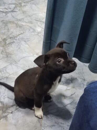 qafqaz coban itləri: Peyvəndli — 2