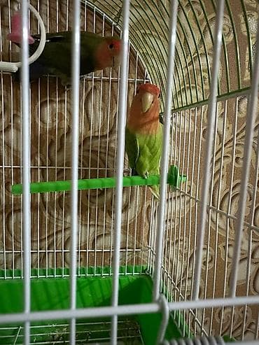 Sevimli “lovebird” (agapornis) papuqayları – cütlük şəklində. -