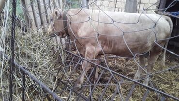 cins ineklerin satisi 2018: Erkək, il: 1, 168 kq, Ətlik, Ünvandan götürmə — 2