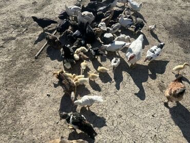 kuban ördek: Salam Aleykum Satılır Ördək Qaz Ördək Cücəsi Toyoq 36 Ədəd Lal Ördək — 6