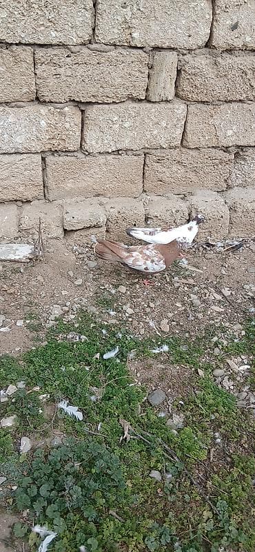 korella quşu: Erkey mayalıgın bılmırem — 2