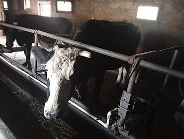 simmental inək cinsi: Salam hər cür mal var sagmal boğaz balamı qiymətlər fərqlidir isdiyen — 5