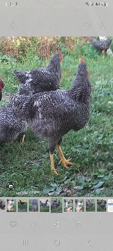 saanen keçisi satışı: Xoruz amroks barred 5 aylıq damazlıq satılır bakıya göndermek — 4