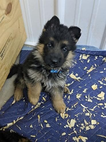 Alman çoban iti, 2 ay, Dişi, Peyvəndli, Ödənişli çatdırılma