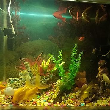 akvarium filter: Dördbucaq akvarium, Balıqlarla birlikdə, 130 l, Ünvandan götürmə — 2