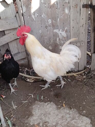 həyət qazı: Ağ rəngli avstrolop xoruz - Rəng: krem-ağ tüklər, iri qırmızı daraq — 2