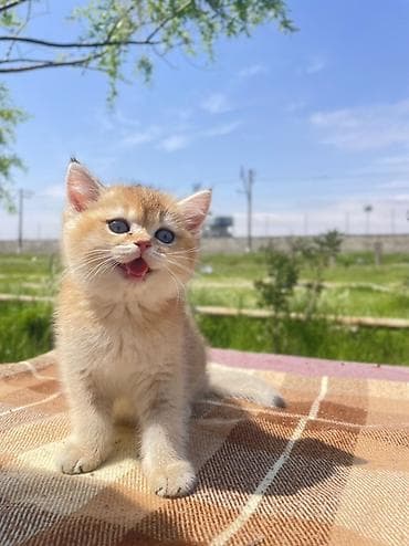 британская шиншилла баку: Британская, Самка — 3