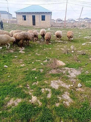 alabay satılır: Tecılı satılır bogazdilar 20 basdı bugüne sabaha doqacaqlar — 5