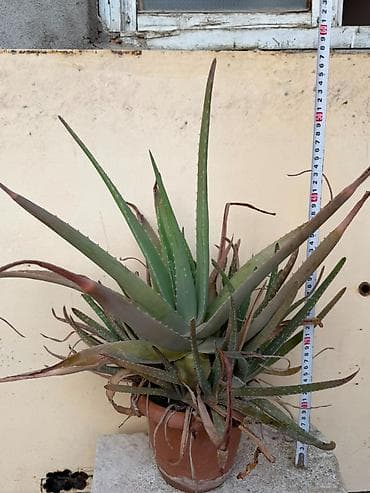 где купить алоэ вера: Aloe — 1
