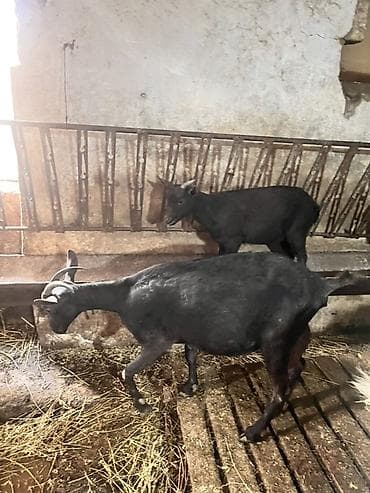 Ana bala mursiana satılır birinci qarına dogub bala erkəkdir 4 lalafo.az -da Ana bala mursiana satılır birinci qarına dogub bala erkəkdir 4