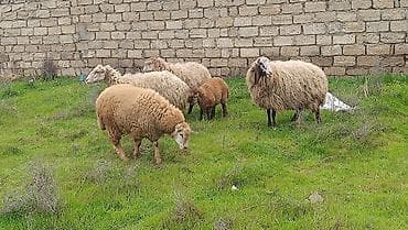 Qoyun ailəsi – ana qoyun və iki quzu - Növ: yerli qoyun (ana) və iki