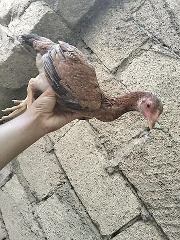 dana adları: Xoruz, Heyratı, il: 4, Ünvandan götürmə — 6
