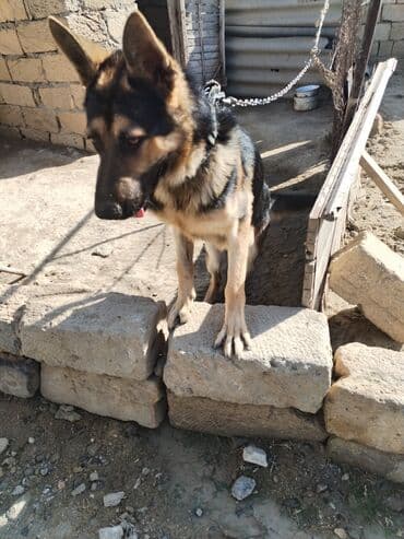 собака отдам в хорошие руки: Alman çoban iti, 6 ay, Erkek — 2