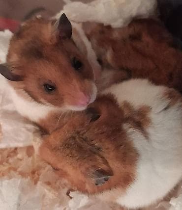 bala doşan: Növ: Suriyalı hamsterlər (qısa tüklü) Rəng: Ağ-qəhvəyi, ləkəli naxış — 2