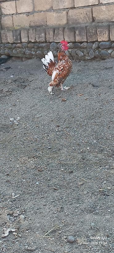 samuyan dermani: Toyuq, Damazlıq — 7