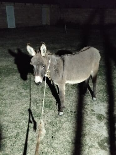 balaca heyvanlar: Qəşəng Eşşək di qoyulan gedir ayırmır Qodu-qodu 10 minlib dişidi və — 1