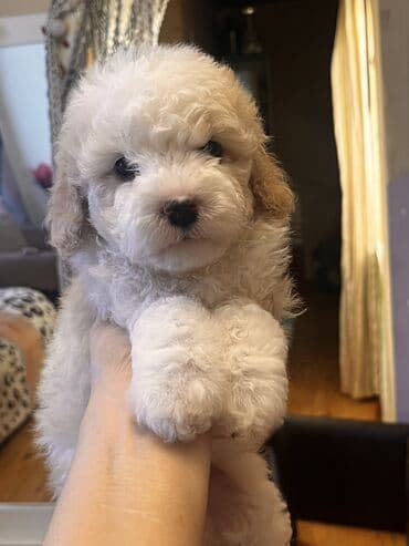 Pudel, 2 ay, Erkek, Peyvəndli, Ödənişli çatdırılma