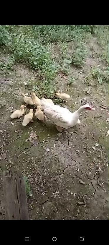 qumru quşu vikipediya: Lal ördəklə bir ana 9 dənə bala balalar 1 aylıqdır tam sağlam dilar — 4