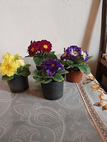 kubrə satışı: Güllər satılır,4 ədədi cəmi 10 m.Bakixanov(Razin),Razin talkuçkasına — 4