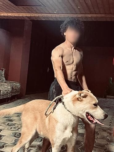 Qafqaz çoban iti, 10 ay, Erkek lalafo.az -da Qafqaz çoban iti, 10 ay, Erkek